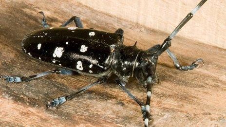 Asian Longhorn Beetle