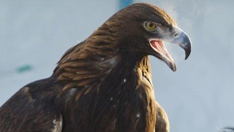 golden eagle