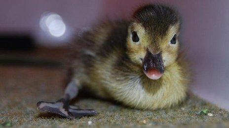 Madagascar pochard duck