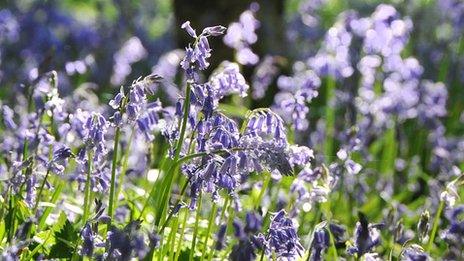 Bluebells in flower