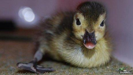 Madagascar pochard duck