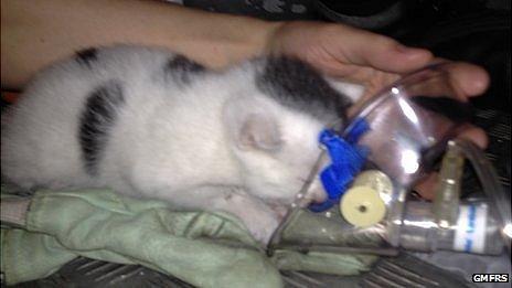 Kitten receiving oxygen