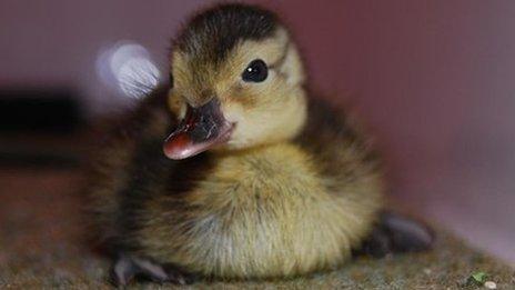 One of the birds hatched by Owen Joiner during his three-month stay in Madagascar
