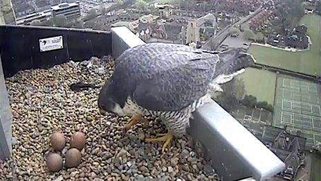 Peregrine falcon and eggs on Norwich Cathedral (Photo: Hawk and Owl Trust)