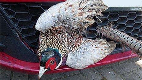 Pheasant stuck in vehicle's front grille