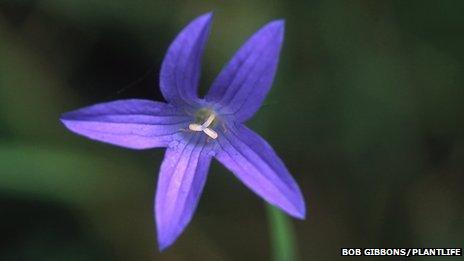 The Spreading Bellflower
