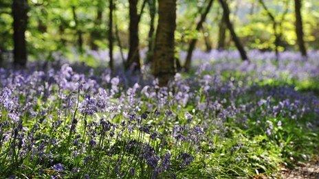 Bluebells in Arlington, East Sussex, in 2011