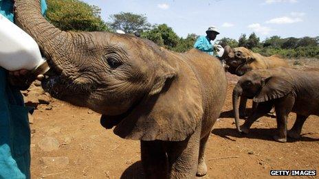 A carer gives milk to an orphaned elephant at an elephant orphanage in Nairobi