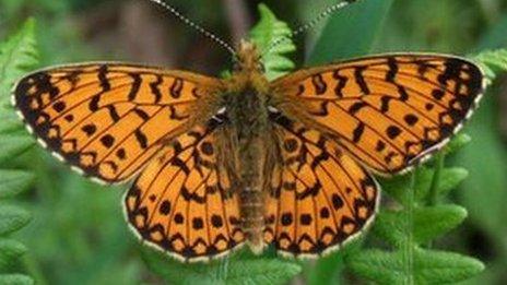 small pearl-bordered fritillary