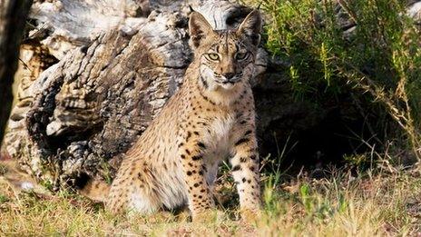 Iberian Lynx