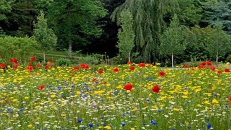 Colourful wildflowers