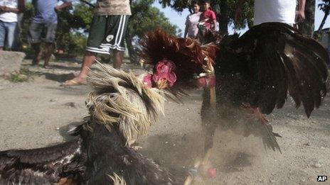 Two fighting cocks spar on the ground in suburban Navotas, north of Manila, Philippines (March 4, 2012)