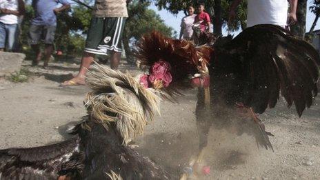 Two fighting cocks spar on the ground in suburban Navotas, north of Manila, Philippines (March 4, 2012)