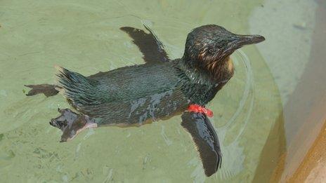 Hand out pic from Sea World of Dirk the fairy penguin 16 April, 2012