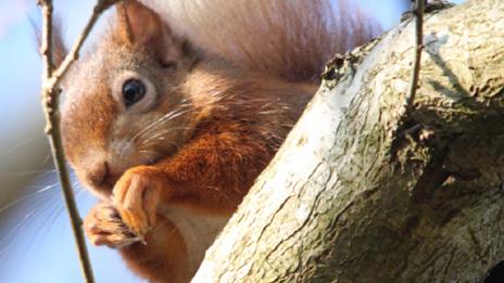 red squirrel by Steve Davis