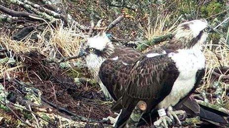 Osprey YV and a female bird on the nest