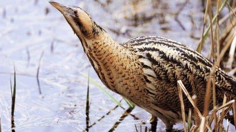 Bittern. Photo: RSPB Saltholme