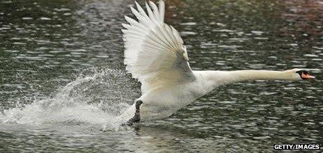 Mute swan