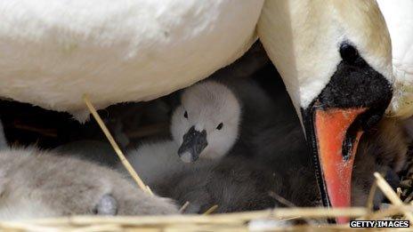 Swan with cygnet