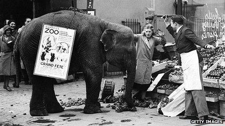 Rosie the elephant advertising a Surrey zoo attacks a fruit stall in 1932