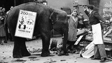 Rosie the elephant attacks a fruit stand