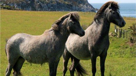 Carneddau mountain ponies