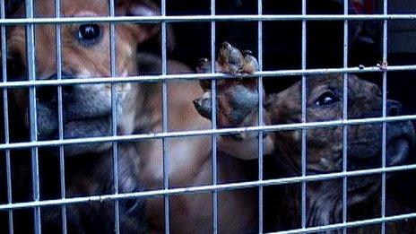 Pit bull terrier type dogs seized during a Police and RSPCA operation