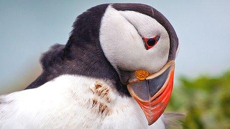 Puffin by Steve Chatman