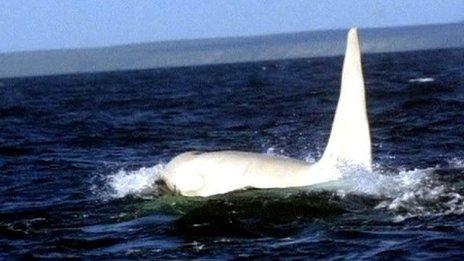 Picture of the white killer whale in the wild