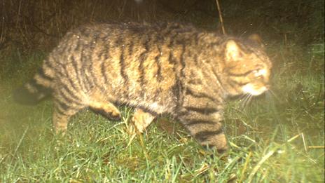 Scottish wildcat