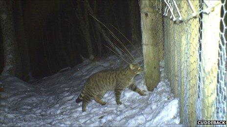 Scottish wildcat