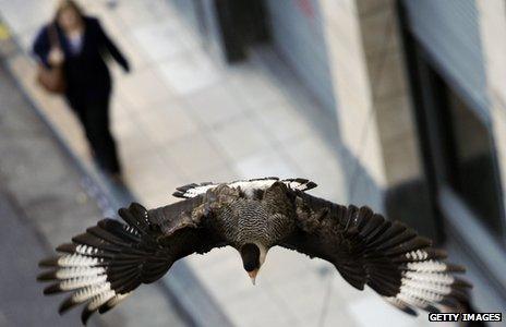 A caracara flies over a street in downtown Buenos Aires