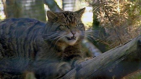 A Scottish wildcat