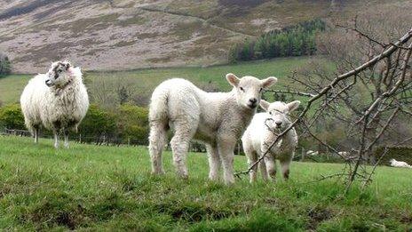 Sheep on Peak District hillside