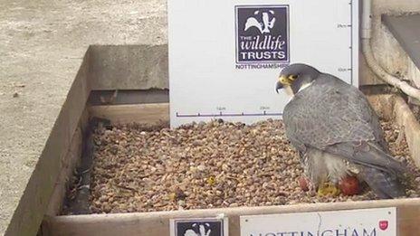 Peregrine falcon at Nottingham Trent University's Newton Building