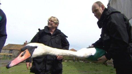 Police officers learn how to capture a swan