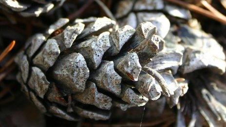 Pine cones