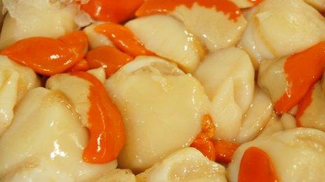 Scallops