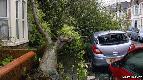 Tree damage in Cardiff street