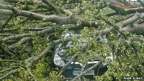 Car crushed by tree in Wells