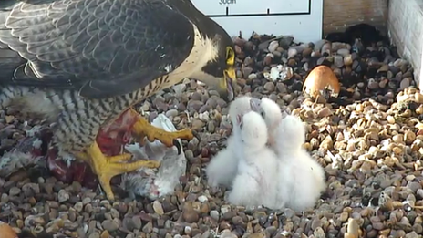 Peregrine chicks being fed by one of the parents