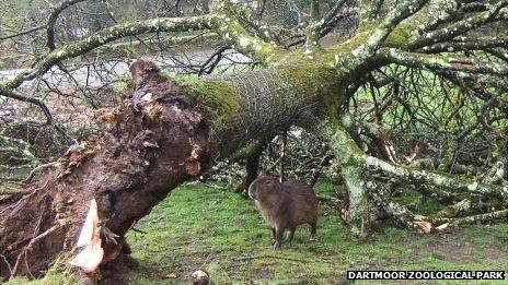 Capybara examines felled tree