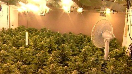 Cannabis factory