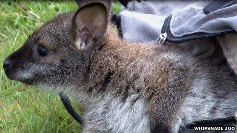 The wallaby in the rucksack