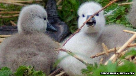 Cygnets at Abbotsbury Swannery