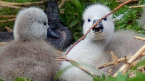 Cygnets at Abbotsbury Swannery