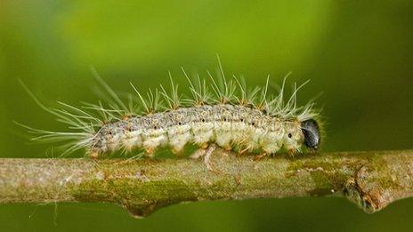 Oak processionary caterpillar