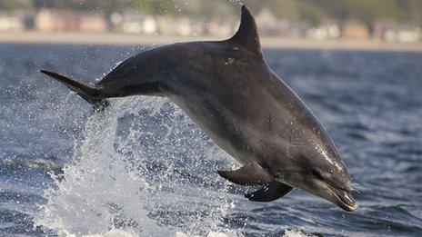 Bottlenose dolphin in Moray Firth