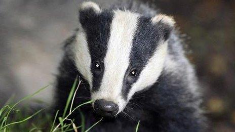 Badger