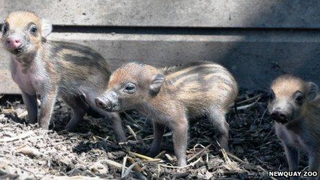 Three of the four Visayan warty piglets born at Newquay Zoo